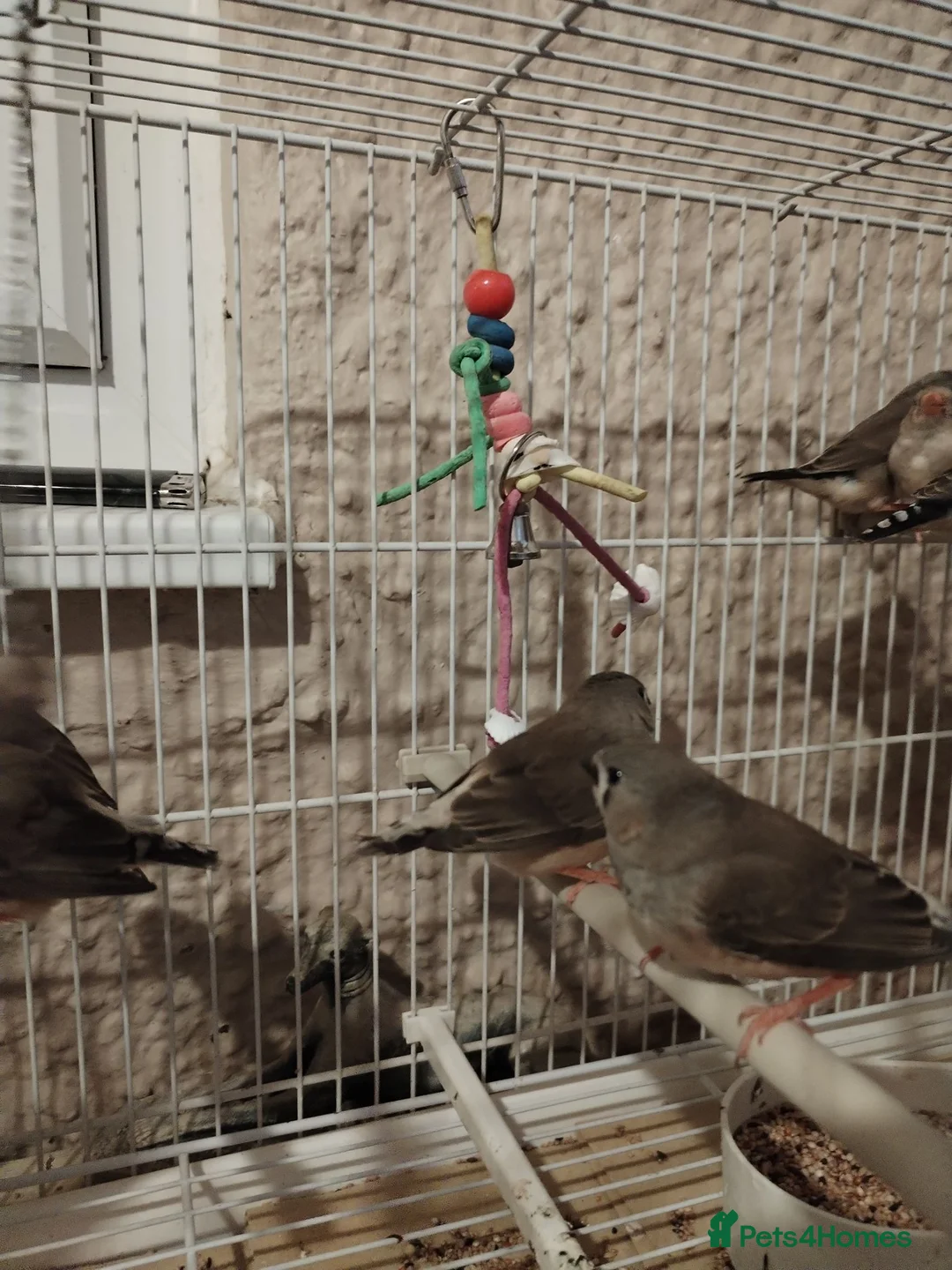 Finches birds for sale: Baby zebra finches  - Advert 5