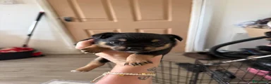 Mixed Breed 3