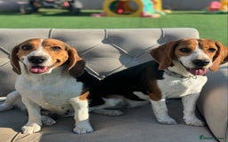 Beagle dogs for sale: Beagle Puppies  Friendly - Image 3