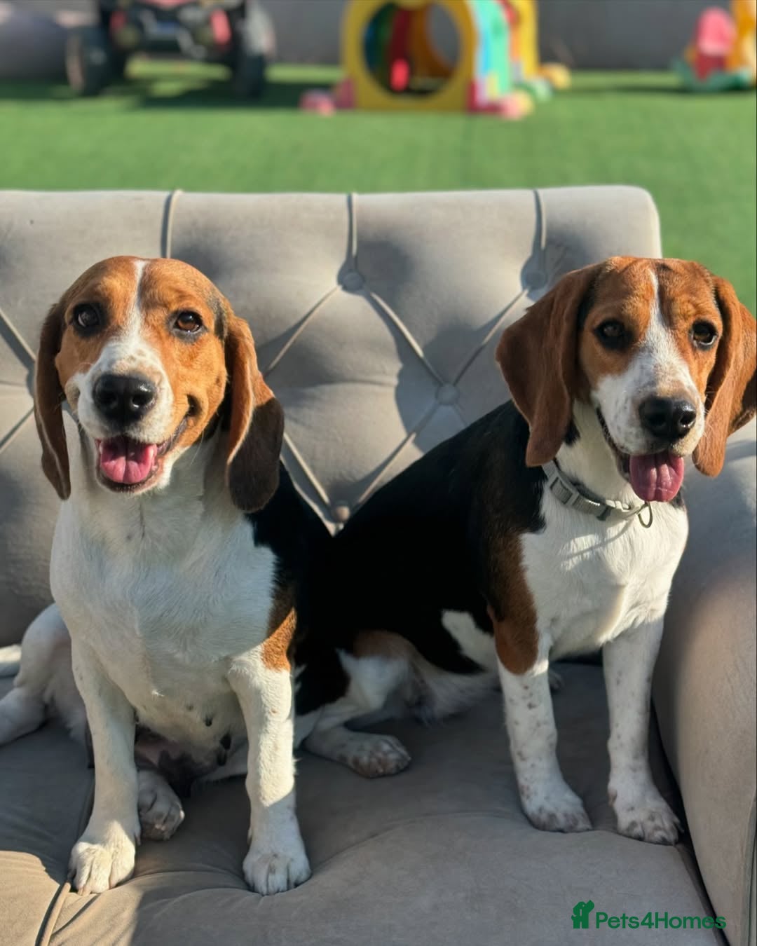 Beagle dogs for sale: Beagle Puppies  Friendly - Image 3