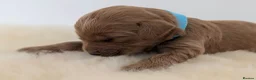 Australian Labradoodle dogs for sale: Birth announcement📣  📣 - Advert 10