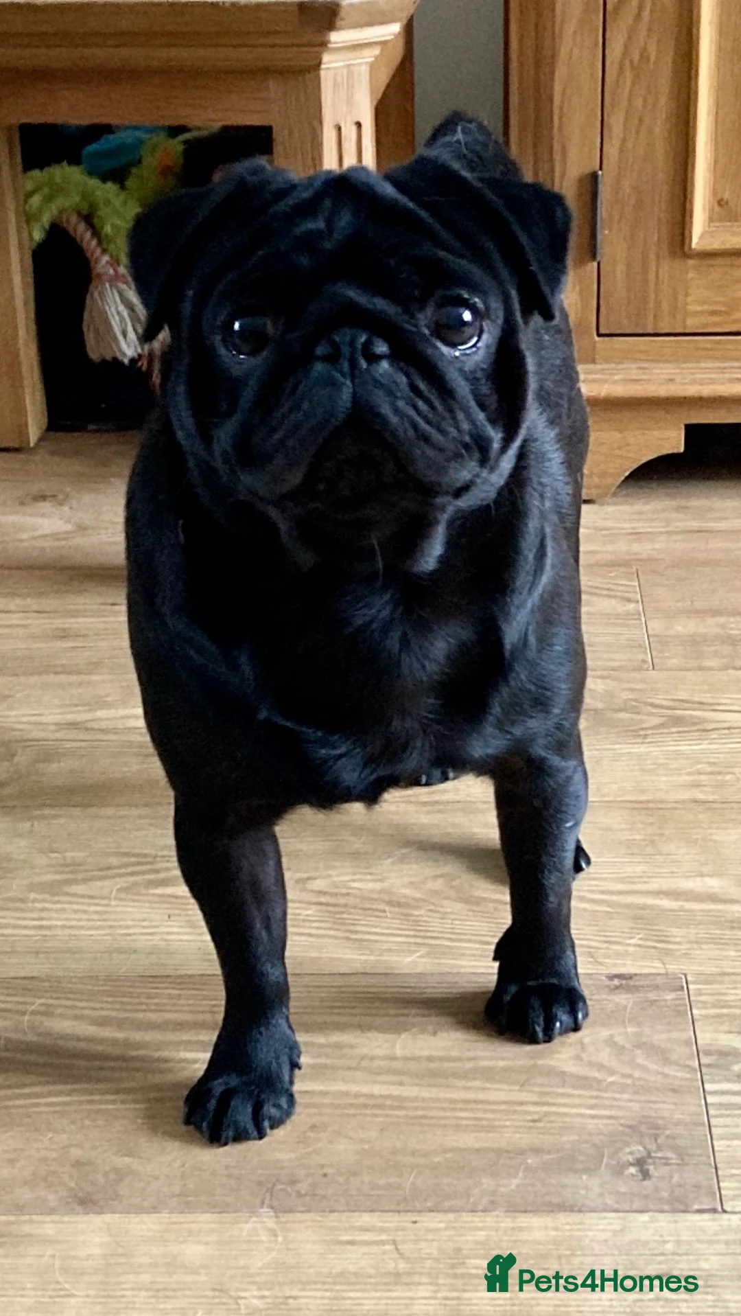 Pug dogs for stud: Health tested black pug stud  in Stevenage - Advert 16