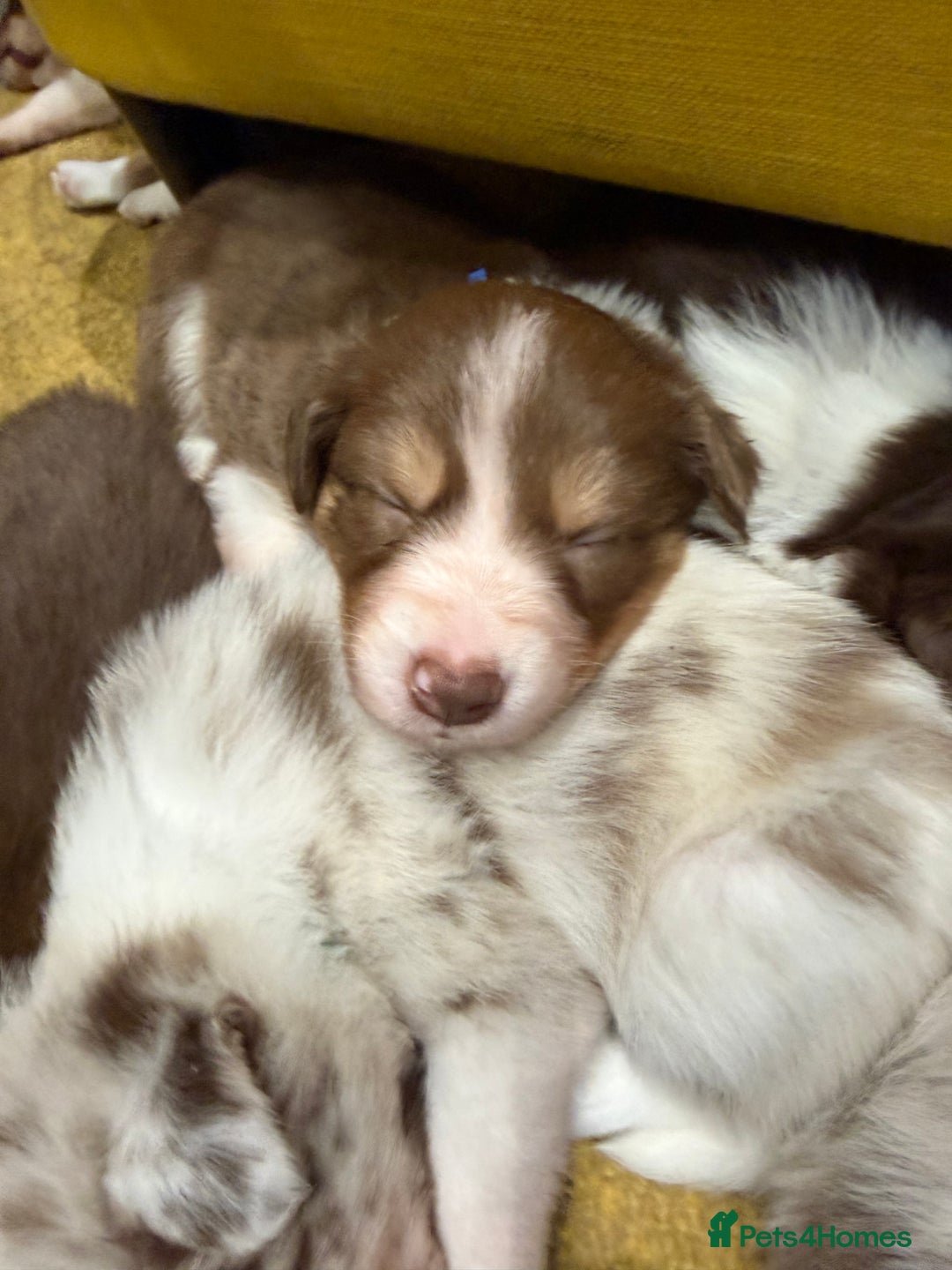 Border Collie dogs for sale: Red & white tri merle border collie puppies - Advert 14