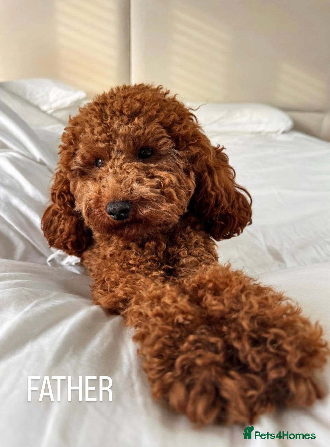 Toy Poodle dogs for sale: Gorgeous Toy Poodle Puppies  - Advert 10