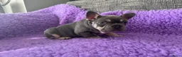 French Bulldog dogs for sale: STUNNING FRENCH BULLDOG PUPPIES - Advert 9