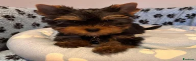 Yorkshire Terrier 1