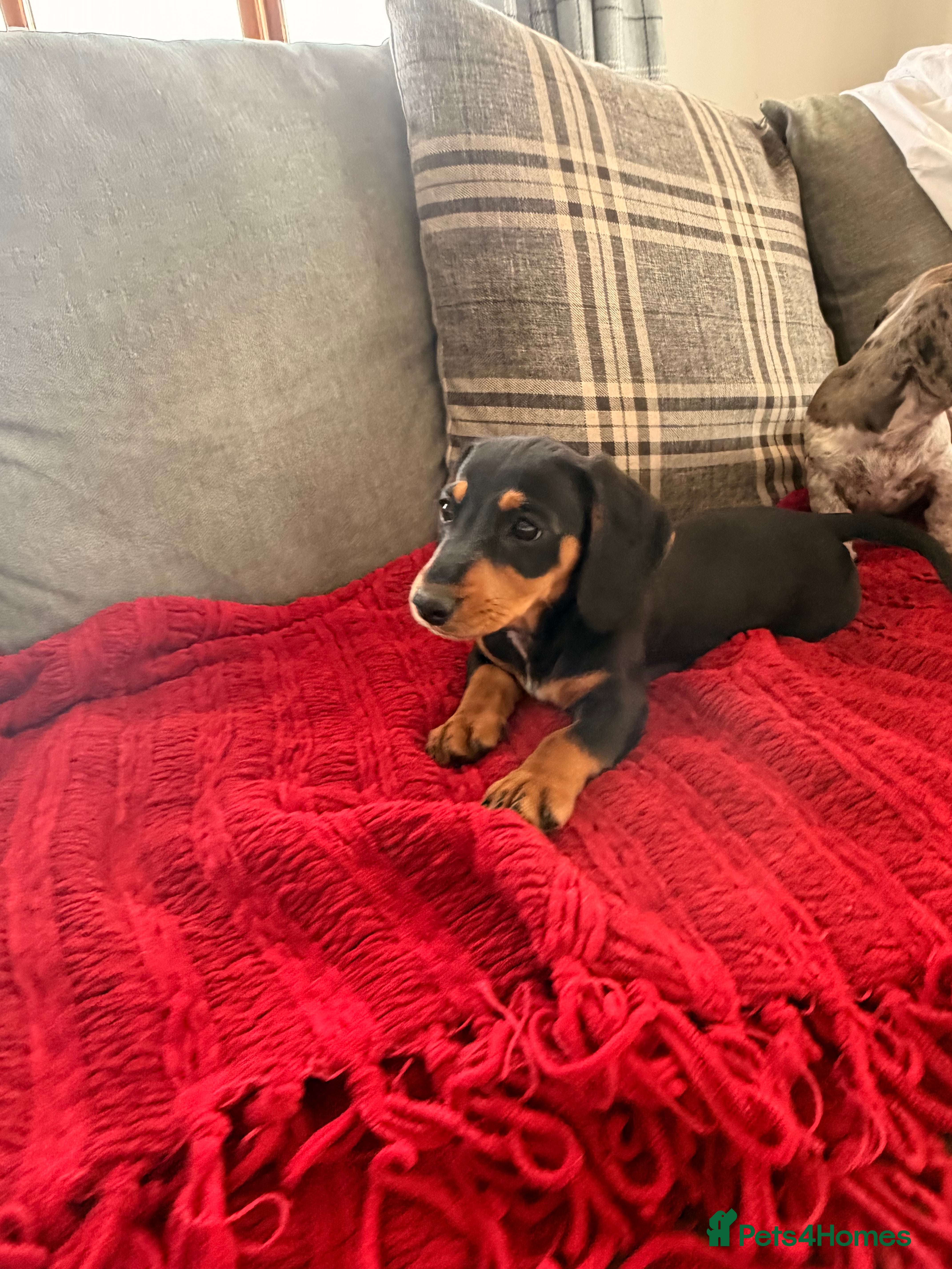 Dachshund dogs Two beautiful Isabela dachshund b - Advert 16