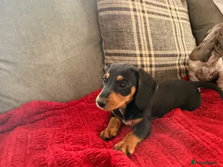 Dachshund dogs Two beautiful Isabela dachshund b - Advert 6