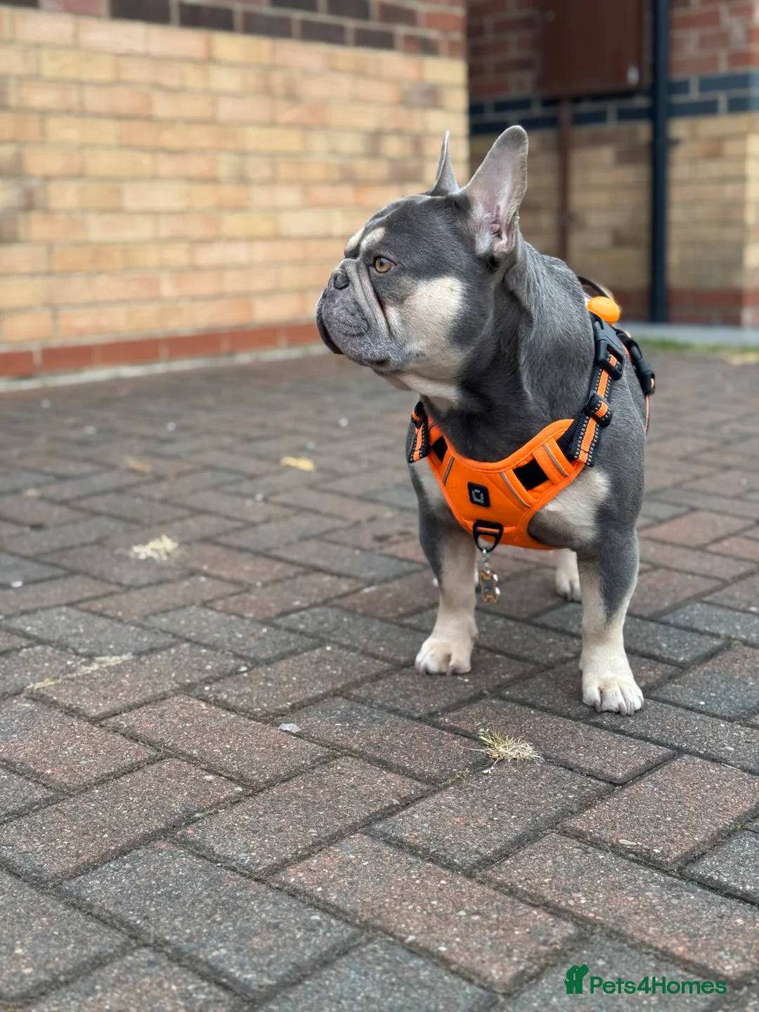 French Bulldog dogs for stud: L4 FLUFFY STUD - LILAC & TAN in Consett - Advert 15