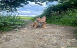 Mixed Breed dogs for sale: Female French x Old Tyme English bulldog - Image 5