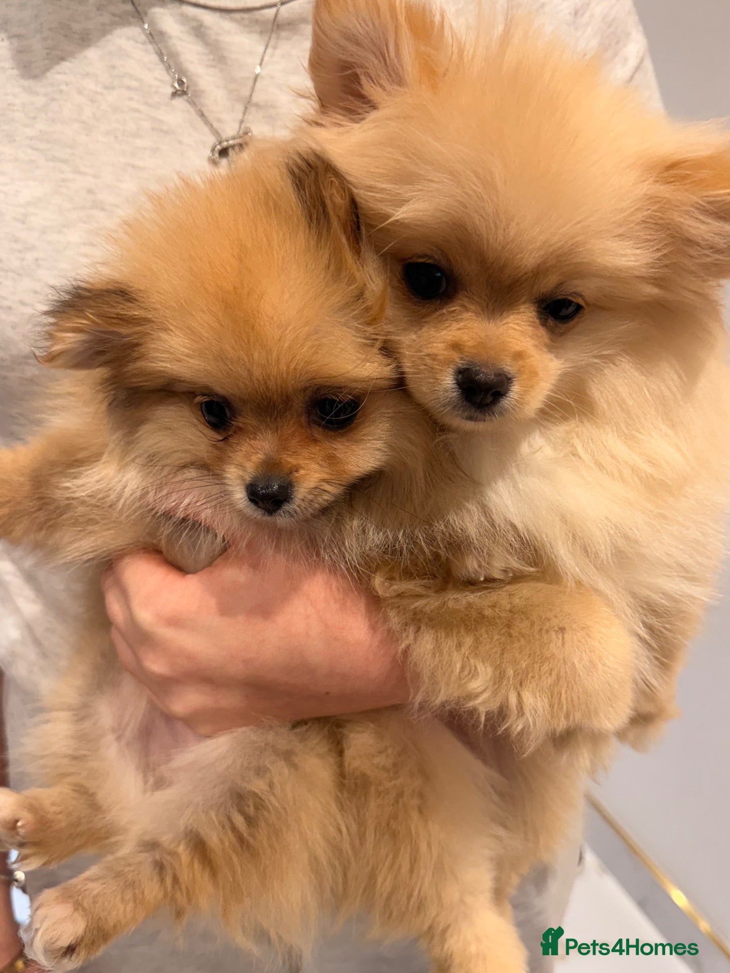 Pomeranian dogs 2 beautiful Pomeranian puppies - Advert 5