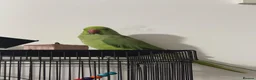 Parrots birds for sale: Indian Ringneck parrot in Hemel Hempstead - Advert 3