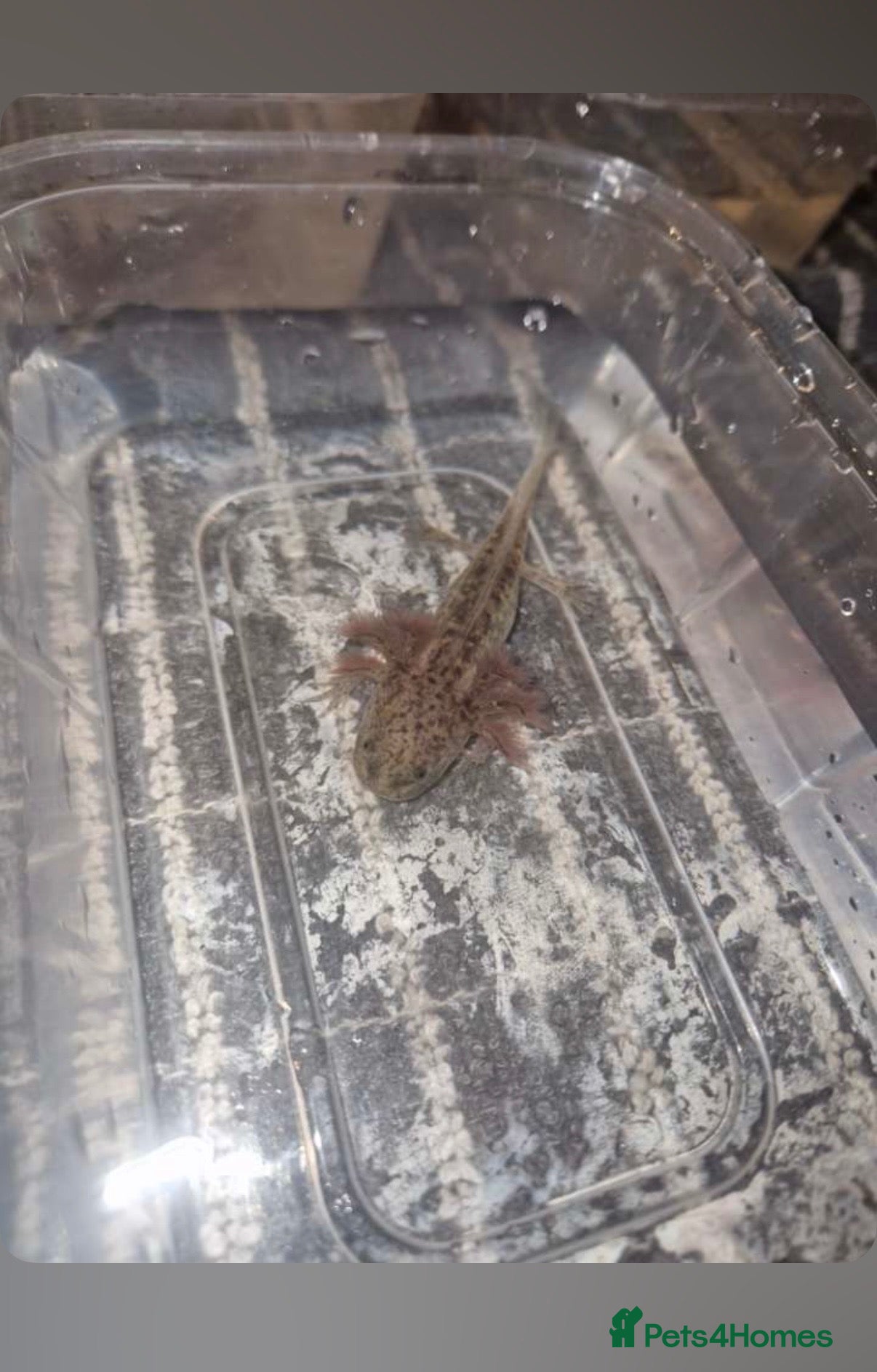 Axolotl reptiles Juvenile axolotls (please read description)  - Advert 2