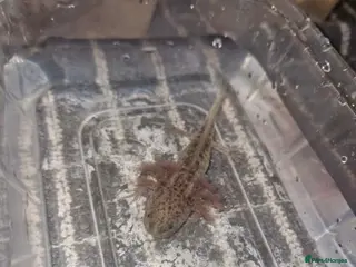 Axolotl reptiles Juvenile axolotls (please read description) - Advert 2