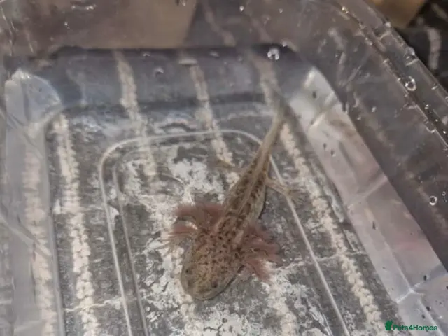 Axolotl reptiles Juvenile axolotls (please read description) - Advert 2