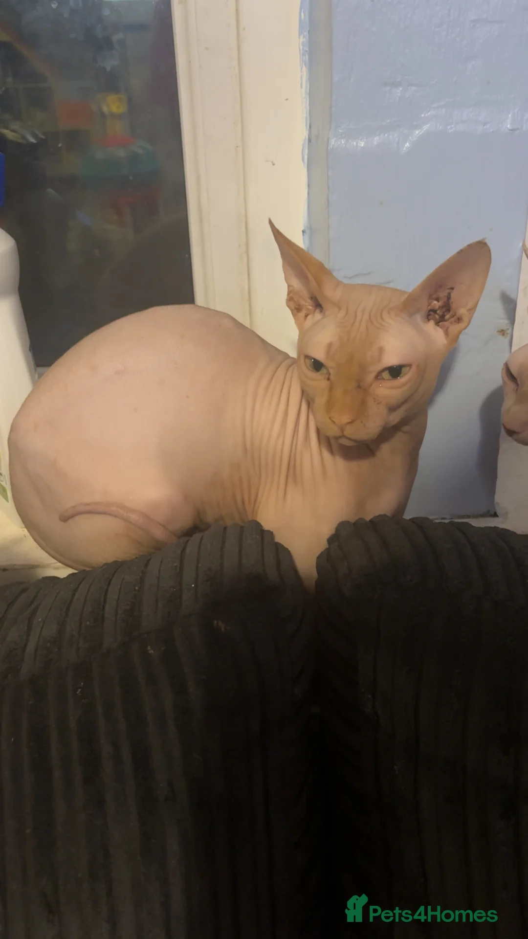 Sphynx cats for sale: Sphyx cat male - Advert 2