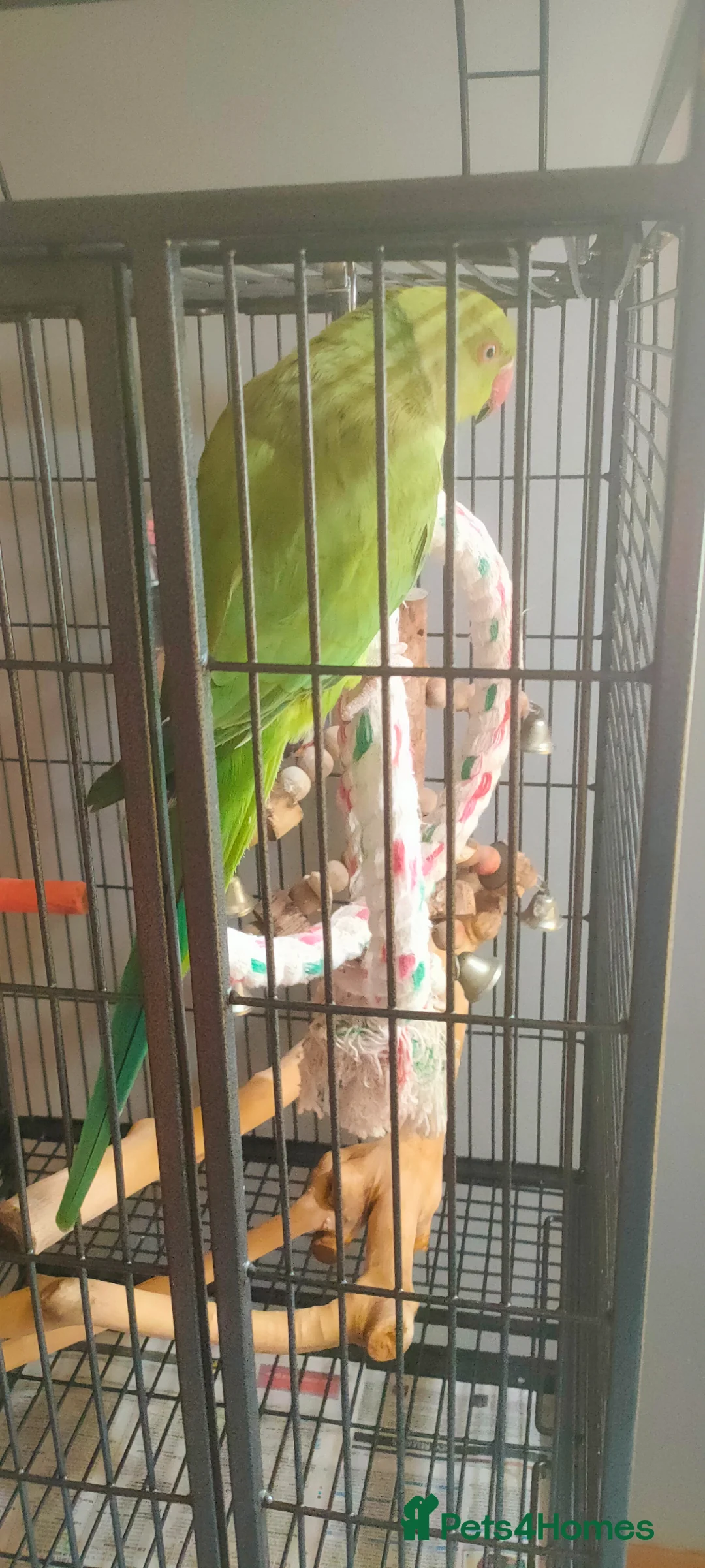 Ringnecks birds for sale: Indian Ring neck parrot in Kettering - Advert 2