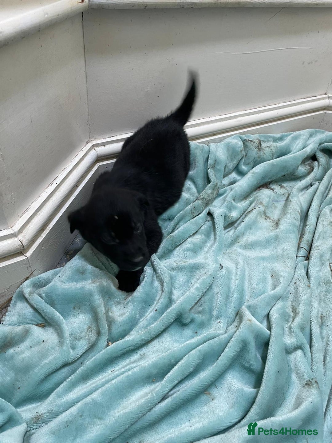 Borador dogs for sale: ⚫️lab x collie puppies ⚪️ - Advert 8