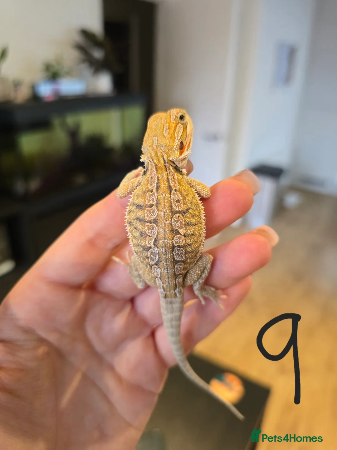 Bearded Dragon reptiles for sale: Baby bearded dragons  - Advert 9