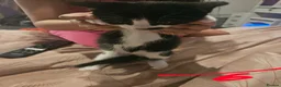 Mixed Breed cats for sale: 4 adorable kittens  - Advert 13