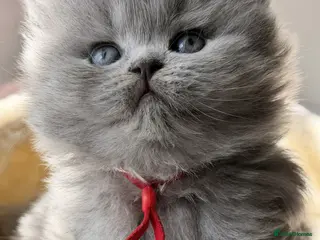 British Shorthair cats EXC. QUALITY BSH KITTENS FROM CHAMPIONS LINE 🏆 - Advert 7