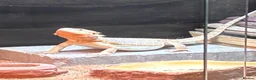 Bearded Dragon reptiles for sale: Bearded dragon (Falkhor) + full set up in Thatcham - Advert 6