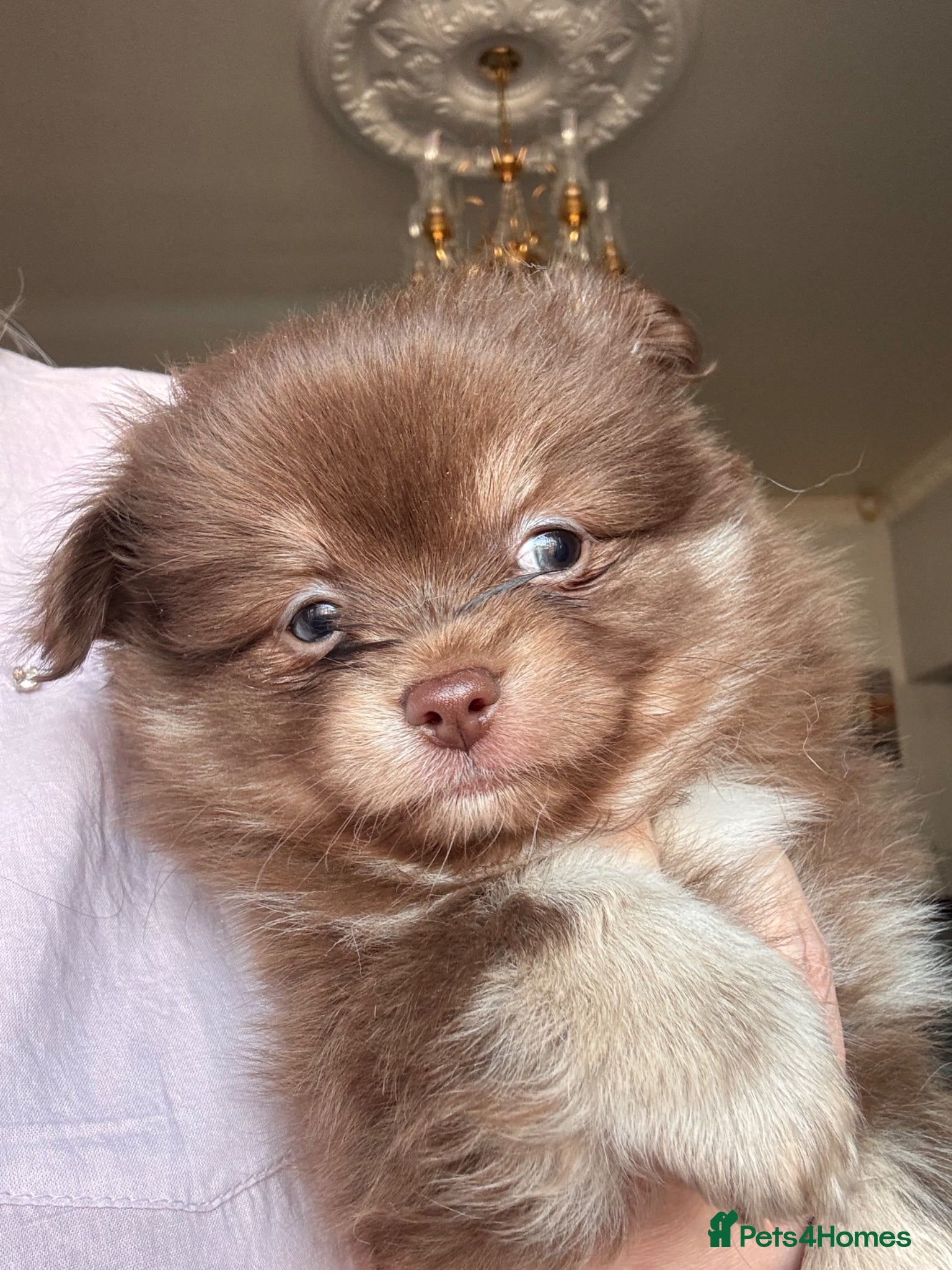 Pomchi dogs F1 pomchi chocolate boy - Advert 1