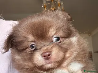 Pomchi dogs F1 pomchi chocolate boy - Advert 2