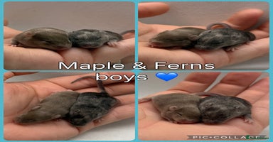 Mouse rodents - Advert 12