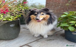 Rough Collie dogs for sale: KC Reg Unaffected Rough Collie Puppies - Image 2