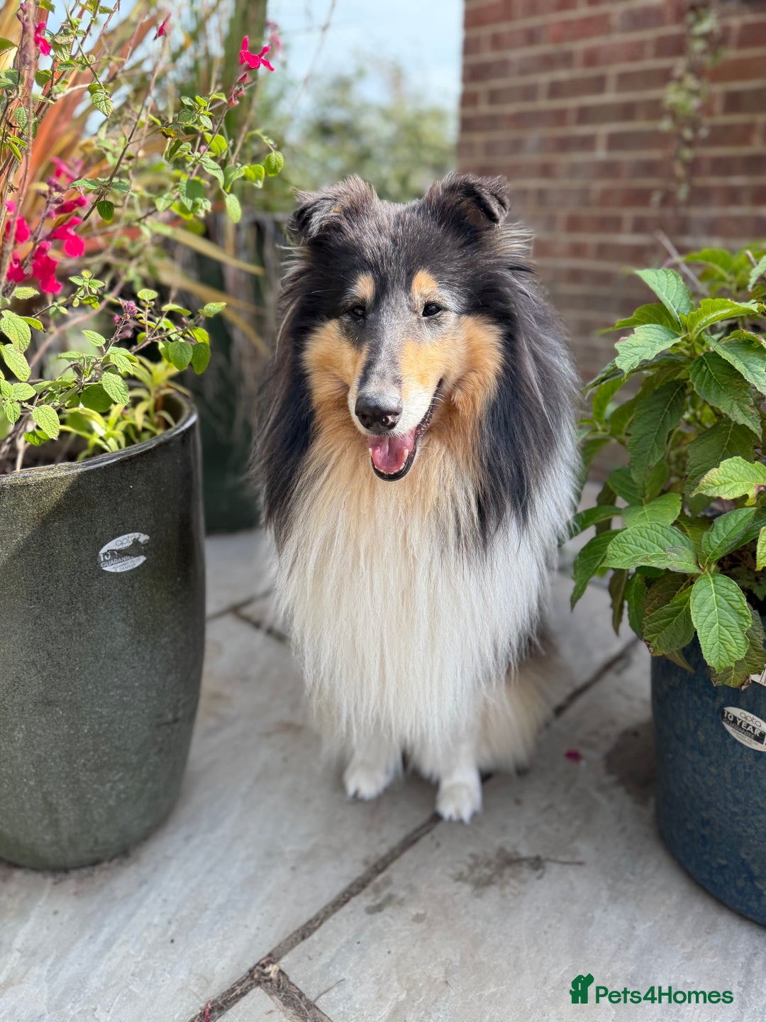Rough Collie dogs for sale: KC Reg Unaffected Rough Collie Puppies - Image 2