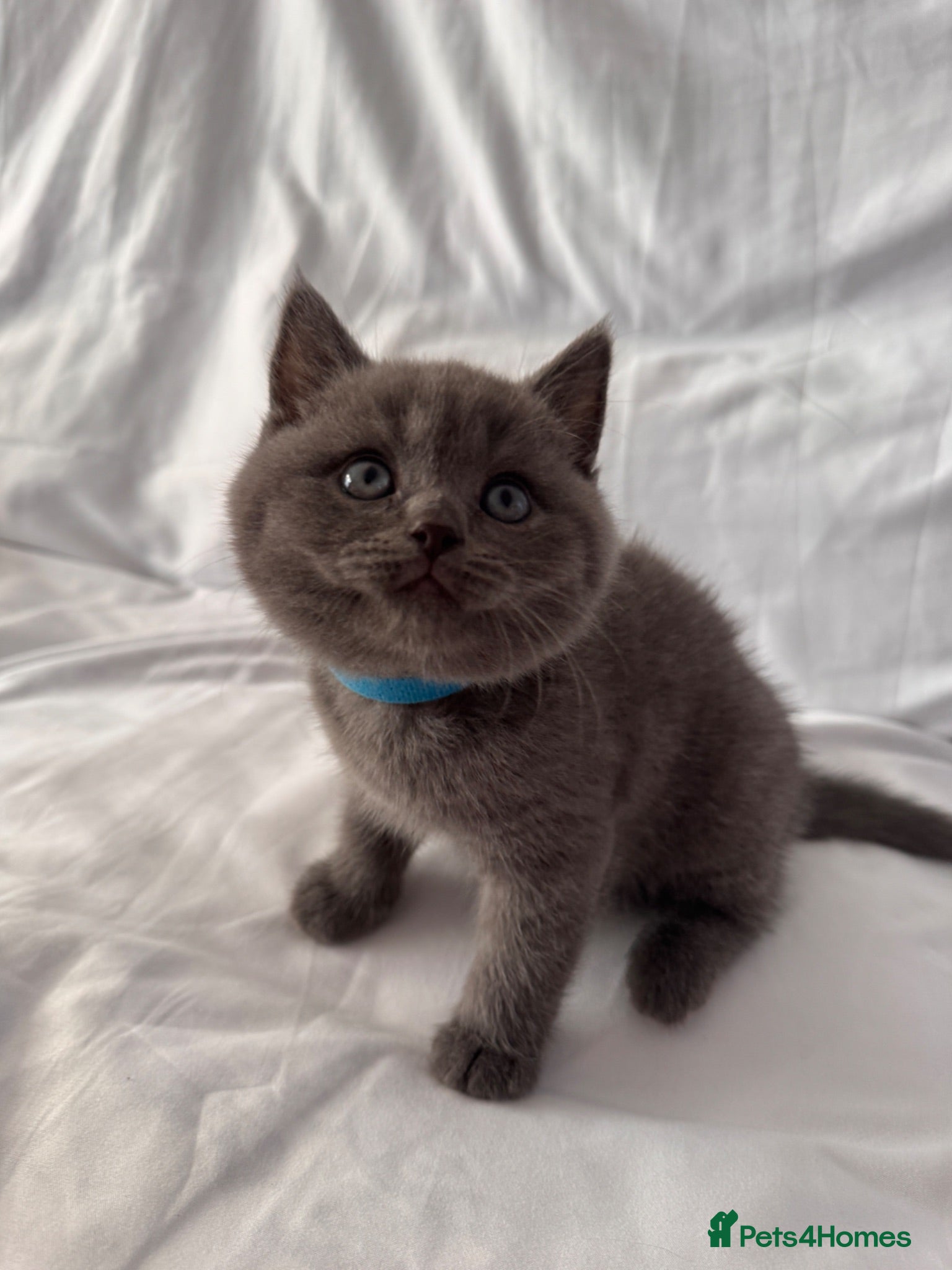 British Shorthair cats 🐾 Adorable Kittens Looking for Their Homes 🐾 - Advert 1