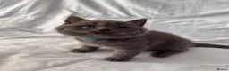 British Shorthair cats for sale: 🐾 Adorable Kittens Looking for Their Homes 🐾 - Advert 1