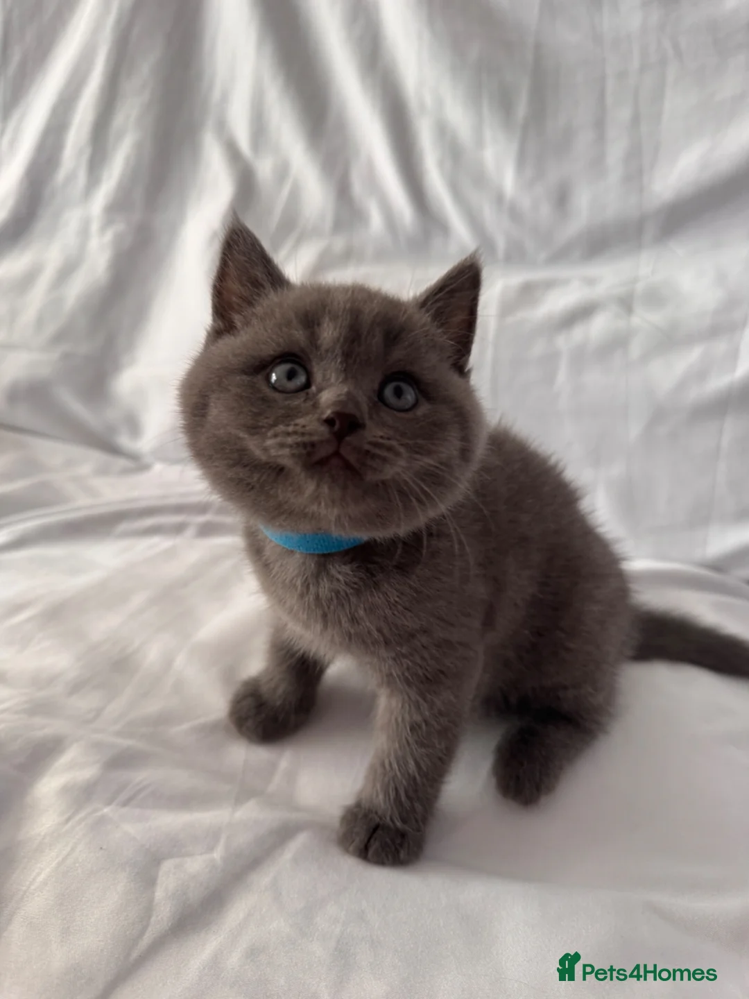 British Shorthair cats for sale: 🐾 Adorable Kittens Looking for Their Homes 🐾 - Advert 1