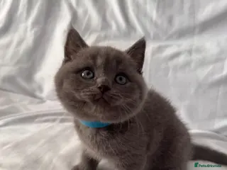 British Shorthair cats 🐾 Adorable Kittens Looking for Their Homes 🐾 - Advert 5