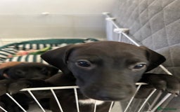 Mixed Breed dogs for sale: Lurcher x Standard Dachshund Puppies  - Image 4