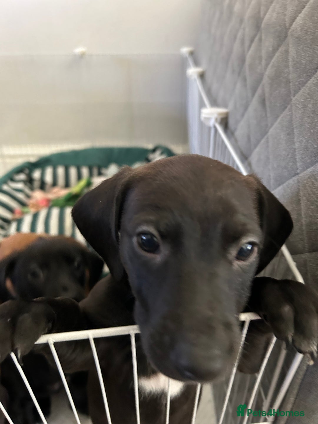 Mixed Breed dogs for sale: Lurcher x Standard Dachshund Puppies  - Image 4