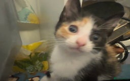Mixed Breed cats for sale: 2 and half month old kittens for adoption! - Image 11