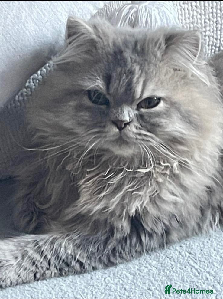 British Longhair cats Blue Persian Male 💙 - Advert 3