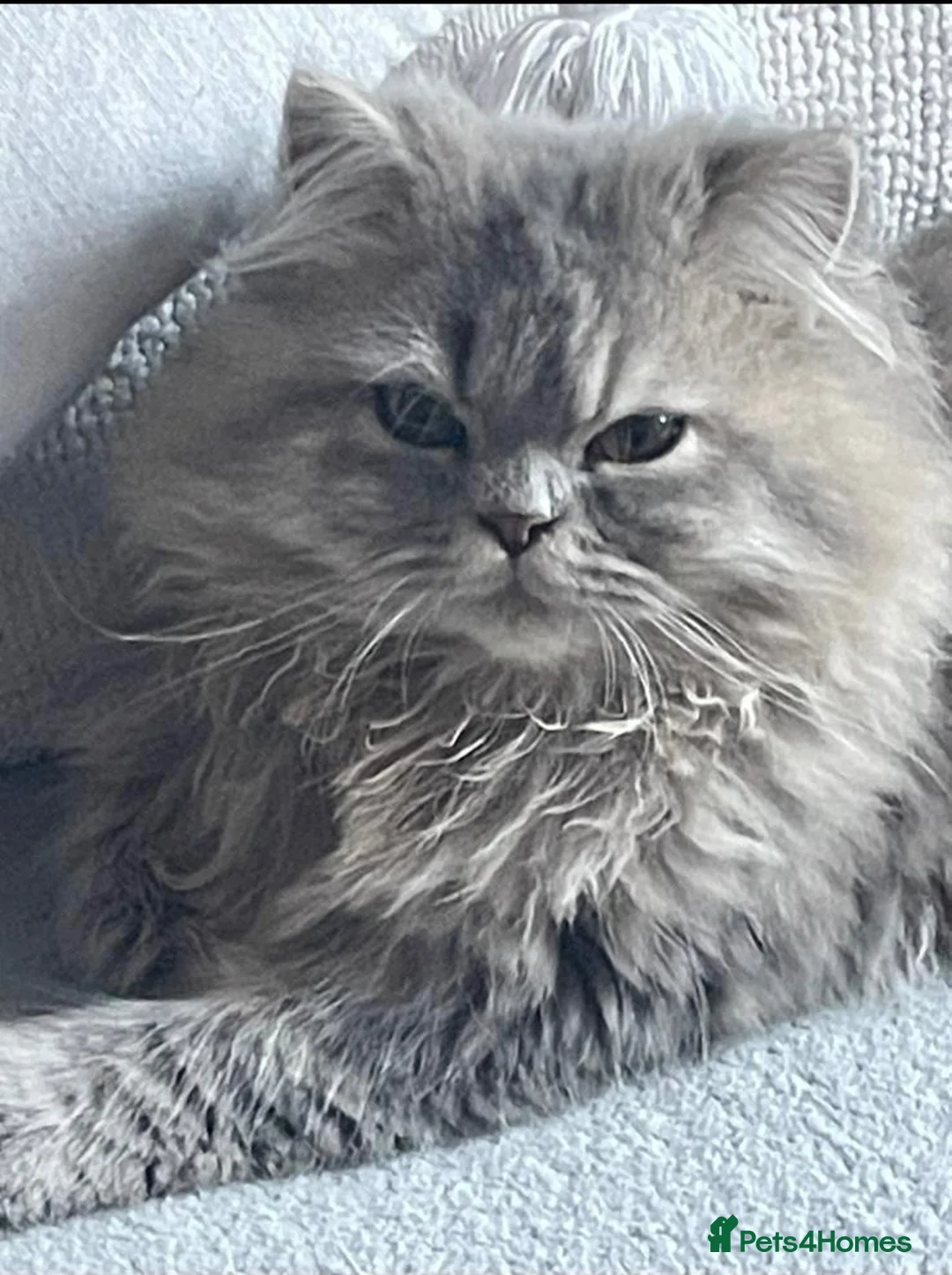 British Longhair cats for sale: Blue Persian Male 💙 - Advert 1