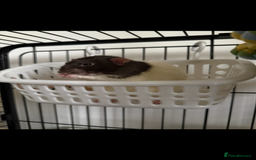 Rat rodents for sale: Male rats  - Image 4