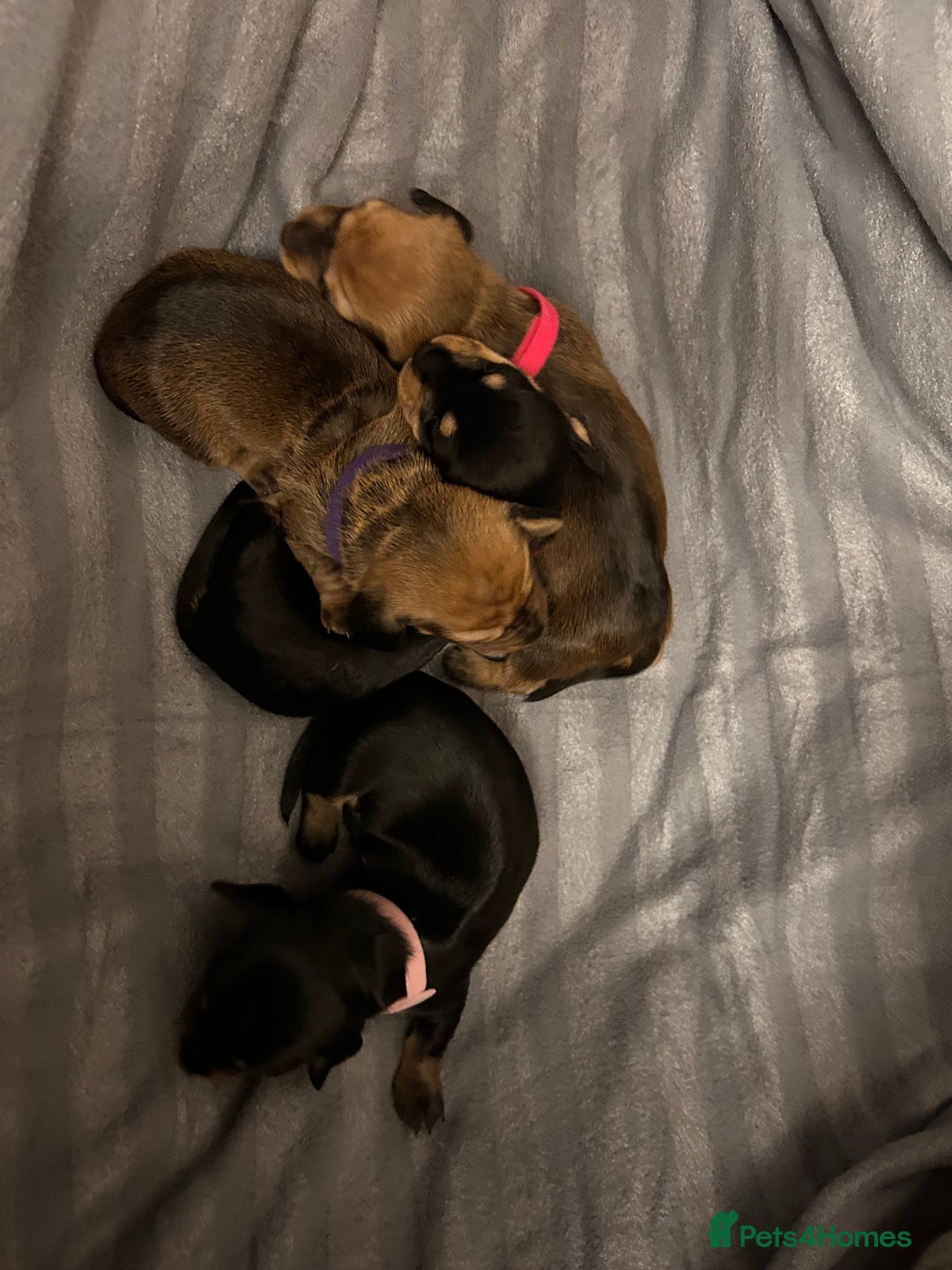 Dachshund dogs for sale: Litter of 8 beautiful dachshund puppies🩵🩷 - Advert 24