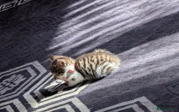 Brazilian Shorthair cats for sale: 2x 13 weeks kittens British shorthair  - Image 6