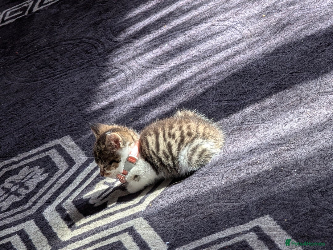 Brazilian Shorthair cats for sale: 2x 13 weeks kittens British shorthair  - Image 6