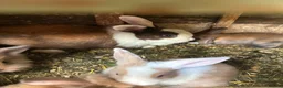 Mixed Breed rabbits for sale: Baby rabits in Bargoed - Advert 4