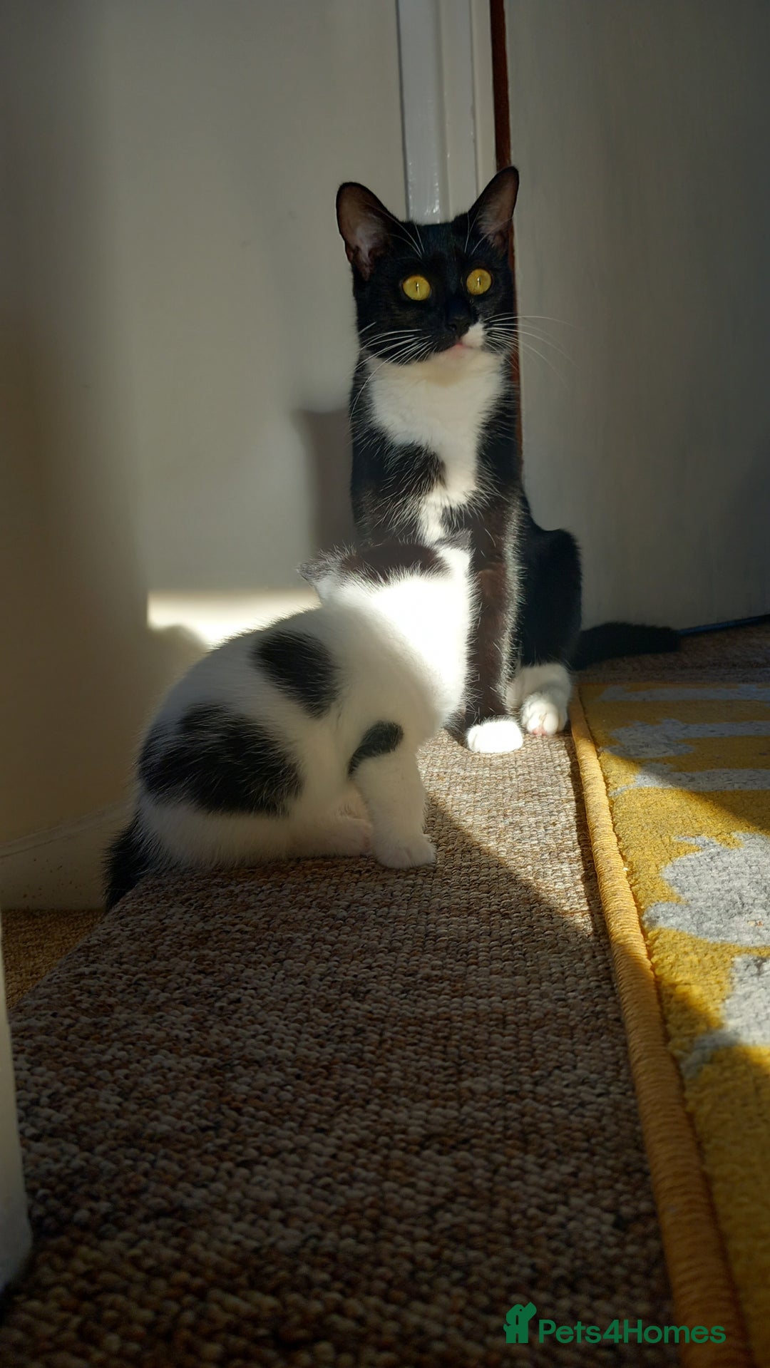 Mixed Breed cats for sale: Kittens available end of January  - Advert 8