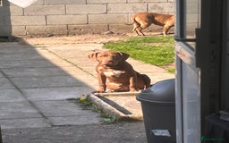 American Bull Staffy dogs for sale: American staffy - Image 8