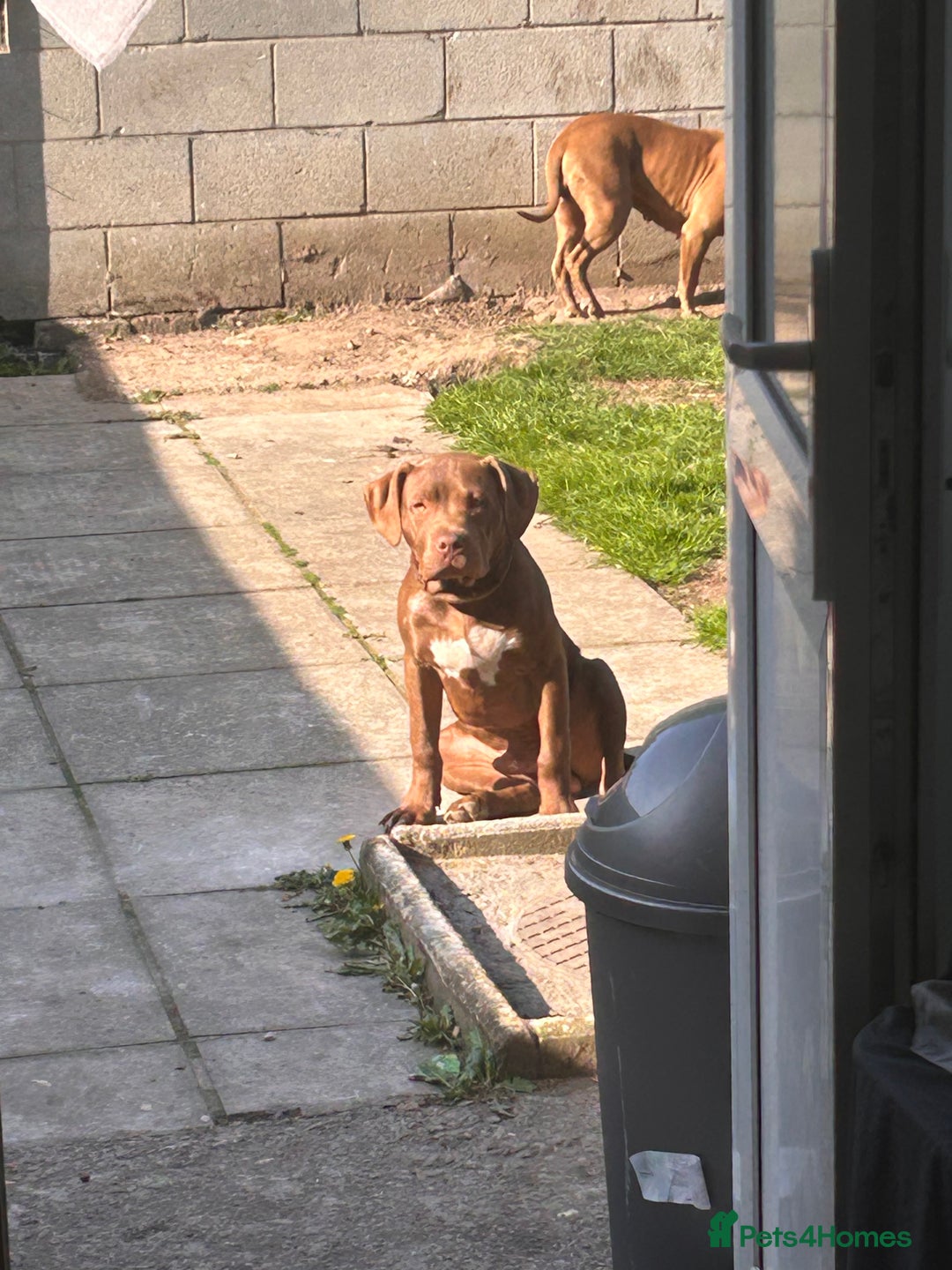 American Bull Staffy dogs for sale: American staffy - Image 8