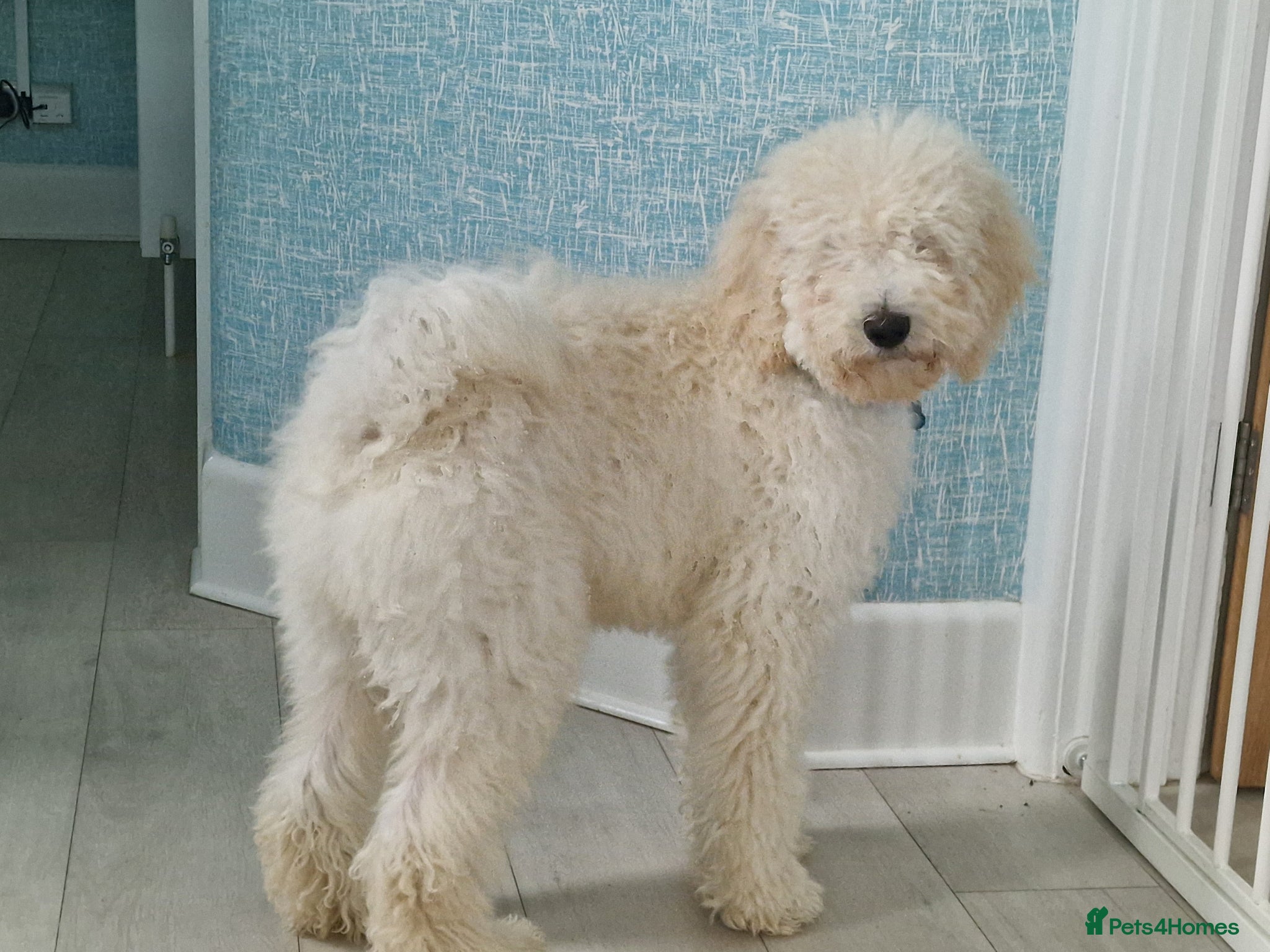 Standard Poodle dogs for stud: Standard White Poodle as stag - Advert 25