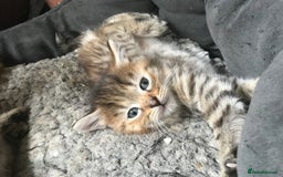Mixed Breed cats for sale:  Fluffy Ginger Boy & Fluffy Tabby Girl Kitten - Image 8